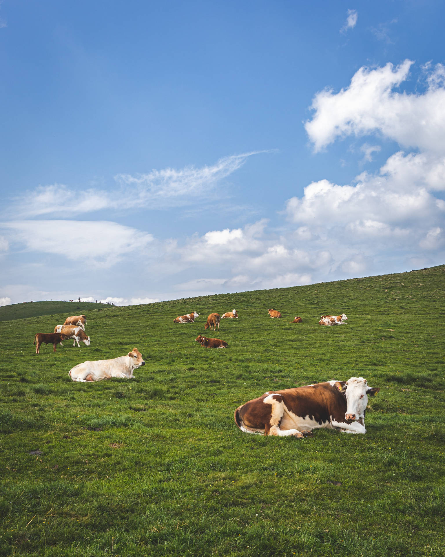 Farm Cows Resting Beneath The Blue Skies Wallpaper