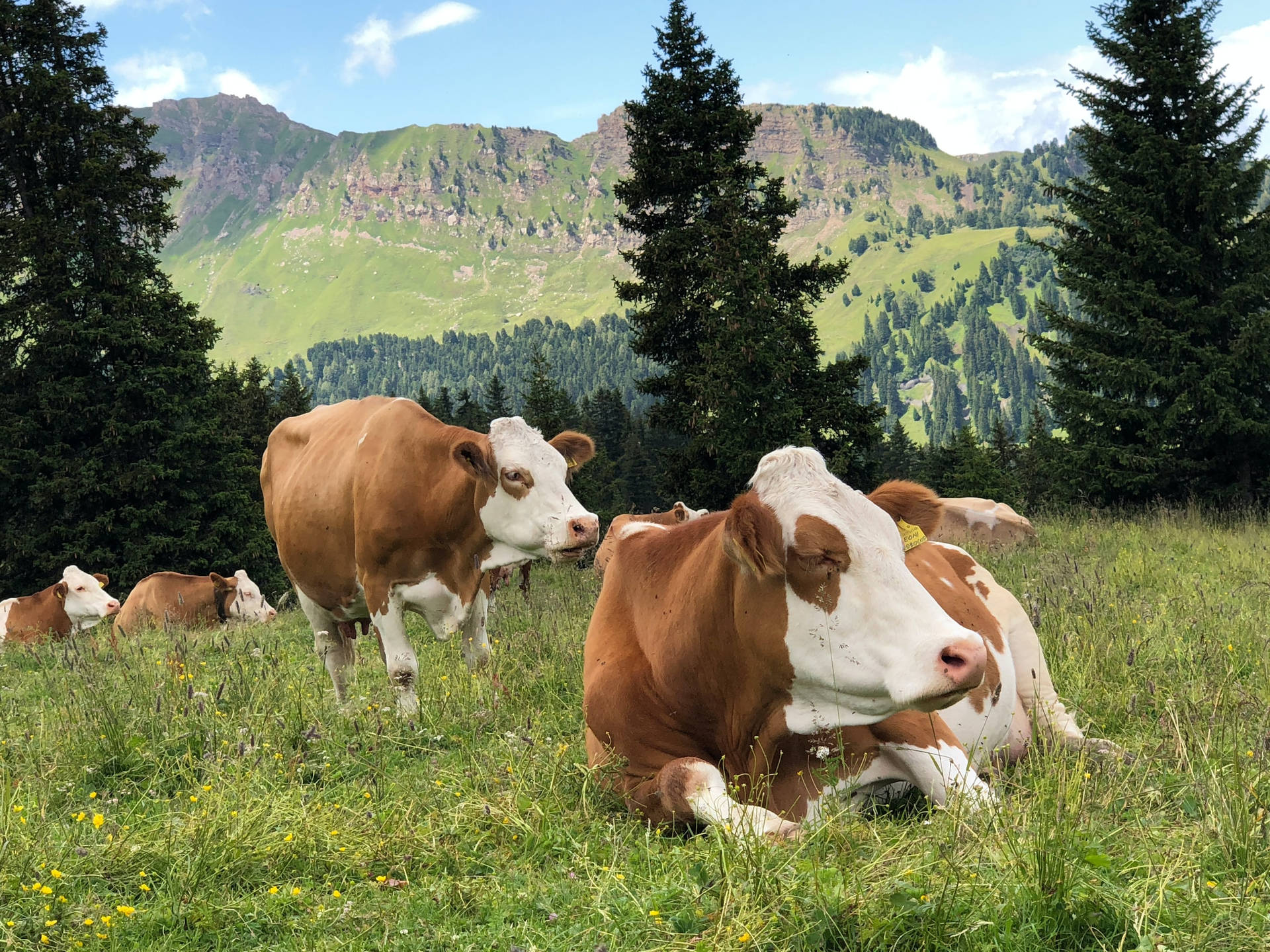 Farm Cows Sitting During Daylight Along The Mountains Wallpaper