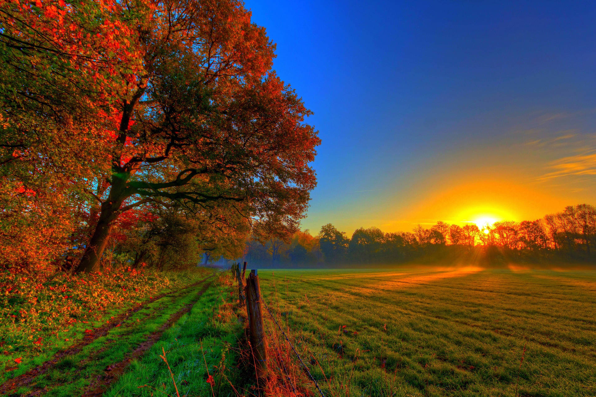A Field With Trees And A Sun Setting Behind Them Wallpaper