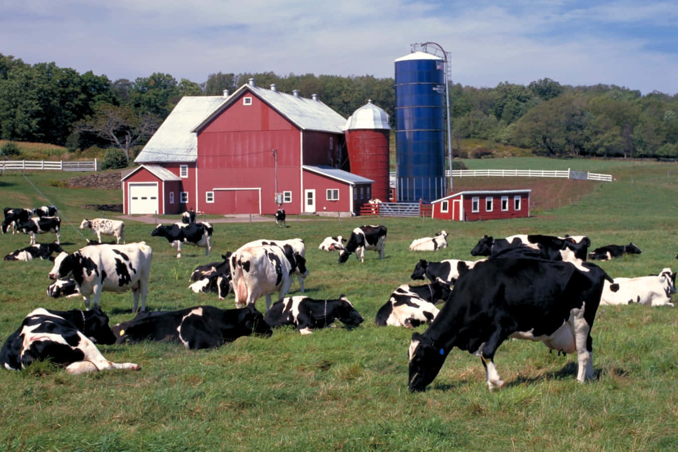 Farm Pictures