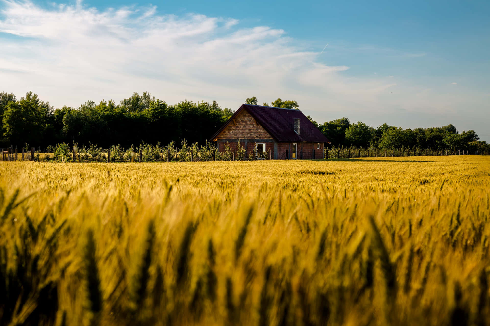 Farm Pictures