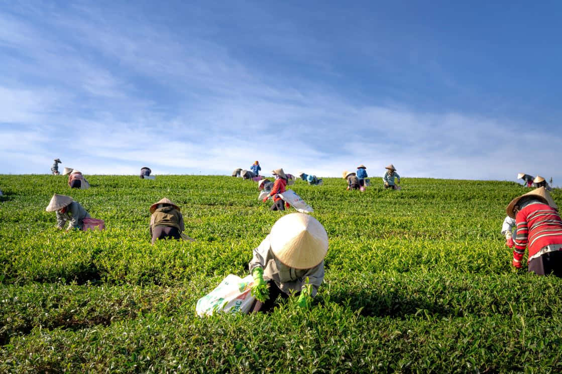 Caption: Farmer Standing Proudly in a Field