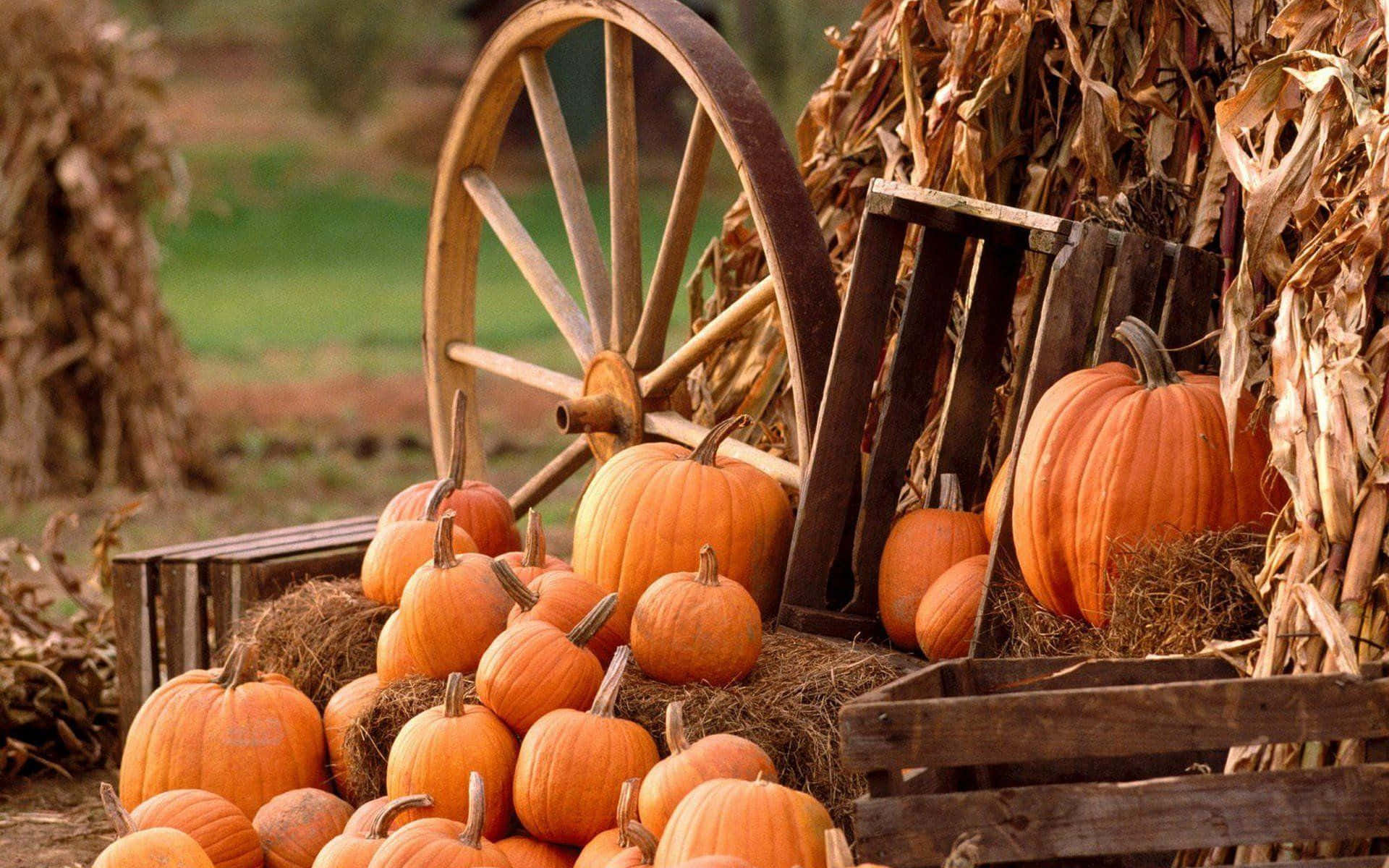 Pumpkins And Corn On The Ground Wallpaper