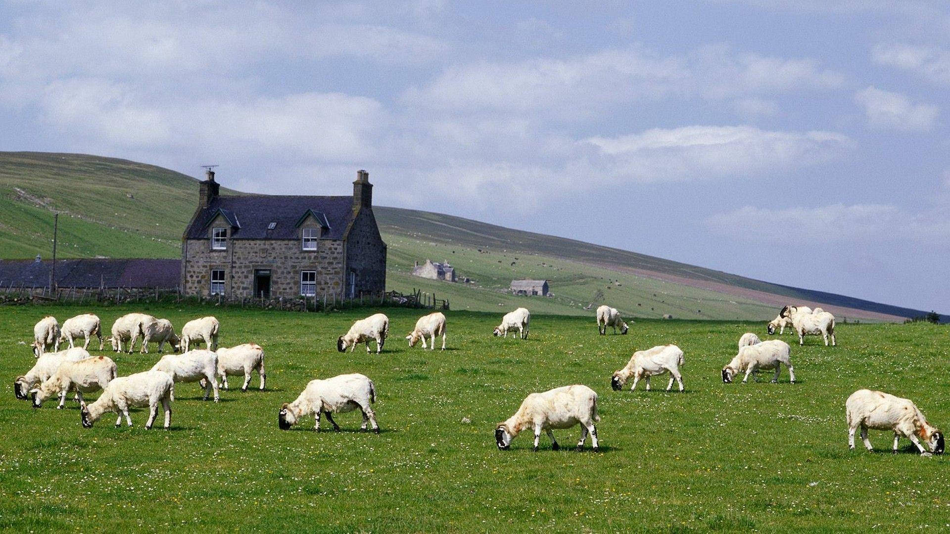 Farmhouse With Herd Of Goats Wallpaper