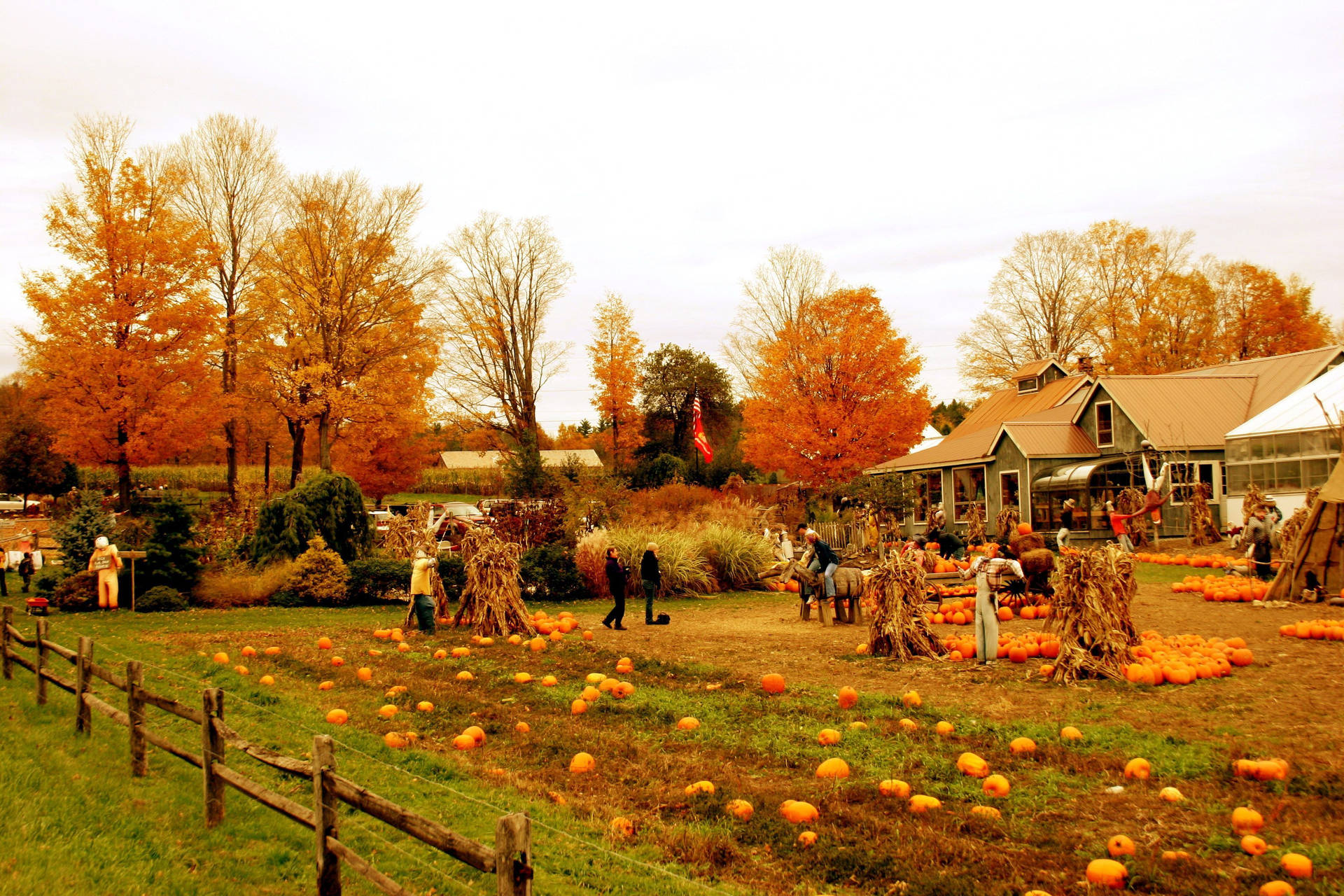 Farmhouse With Pumpkin Crops Wallpaper