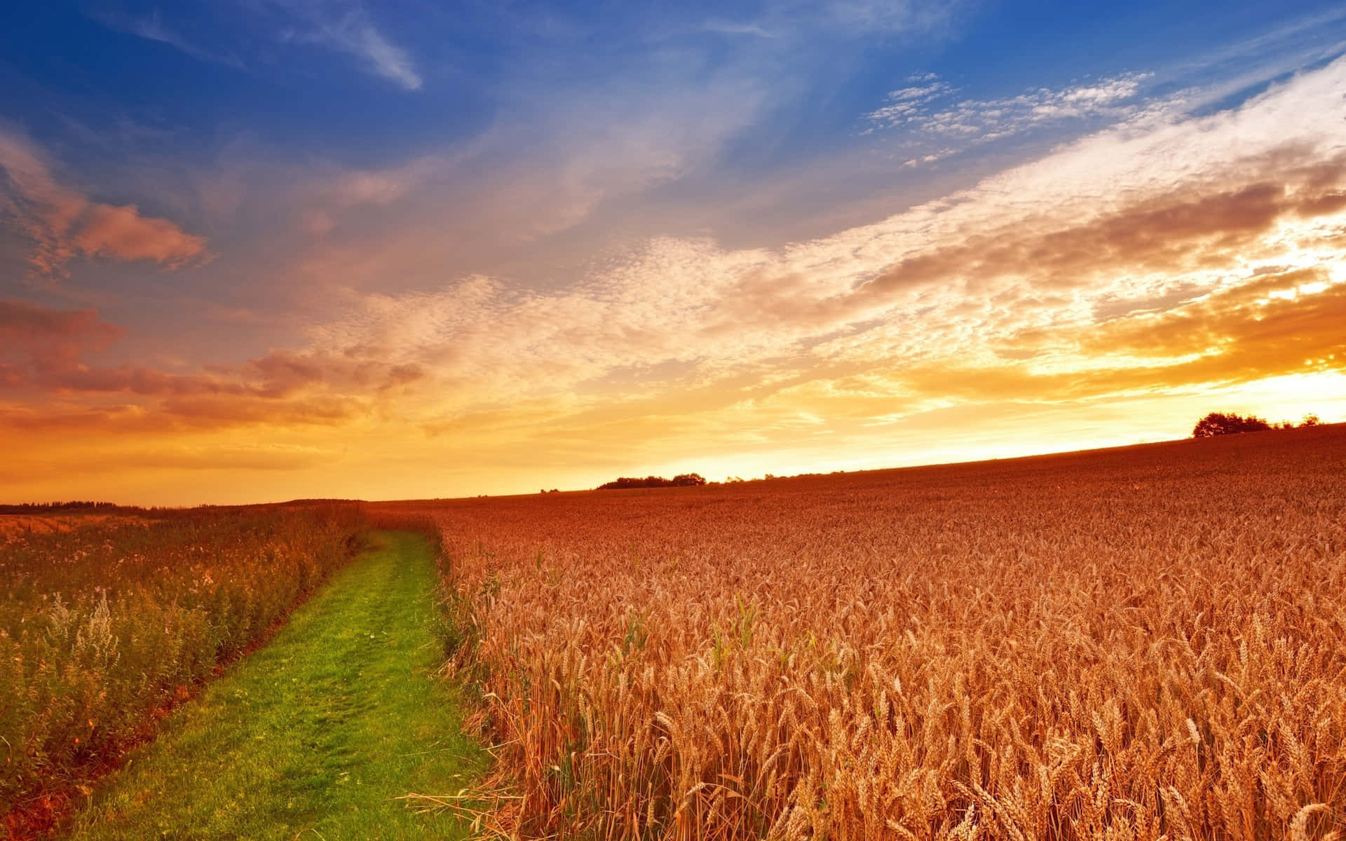 A Field Of Wheat With A Sunset Behind It Wallpaper