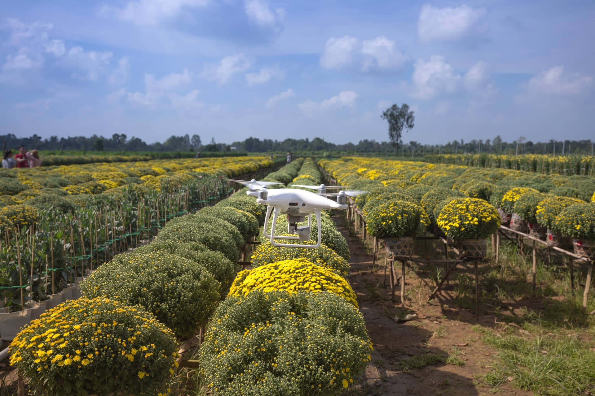 A Drone Flying Over A Field Of Yellow Flowers Wallpaper