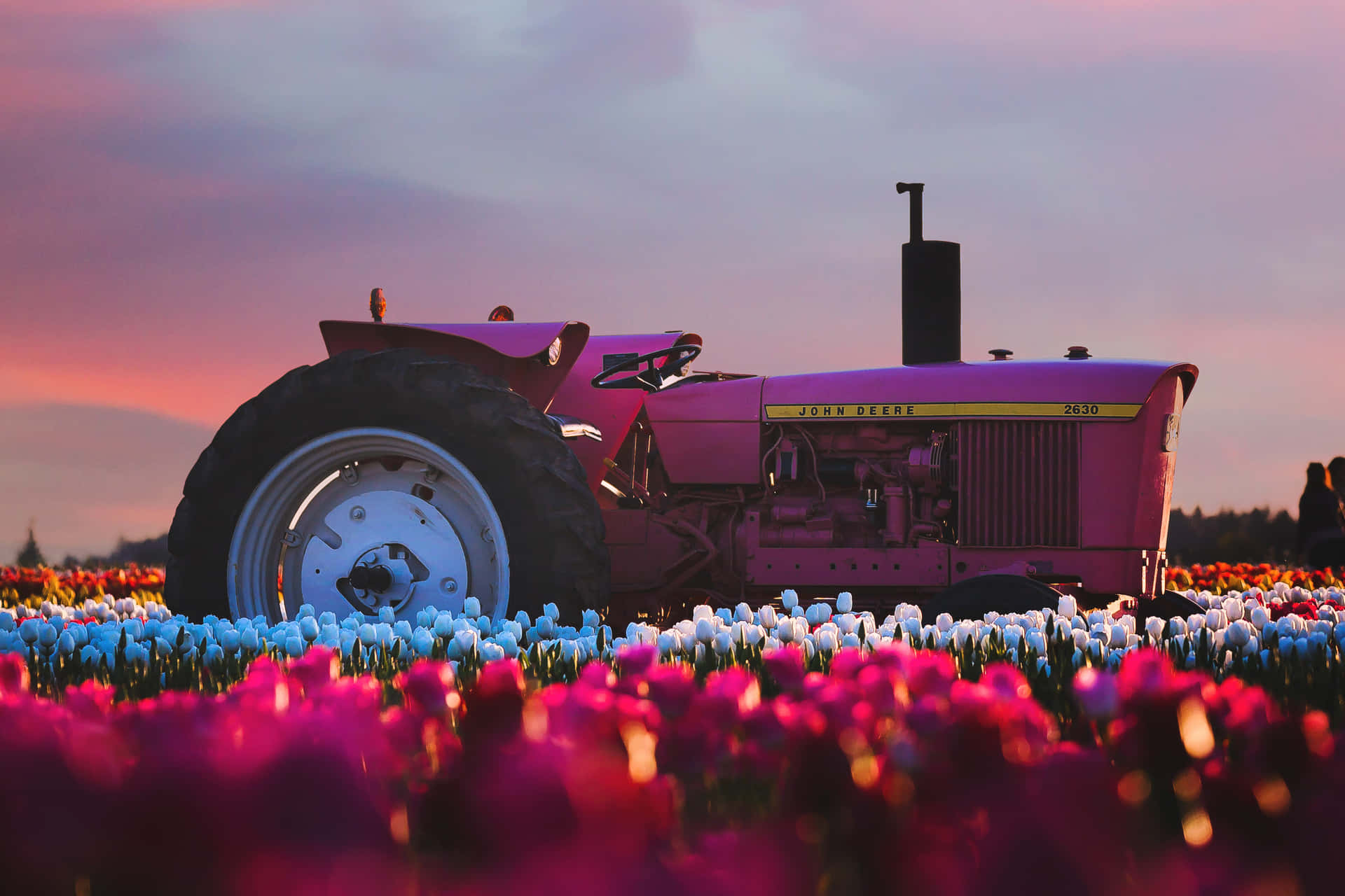 A Pink Tractor In A Field Of Tulips Wallpaper