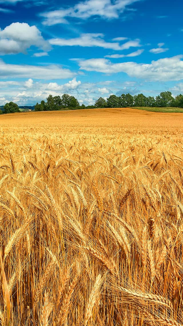 A Field Of Wheat Wallpaper