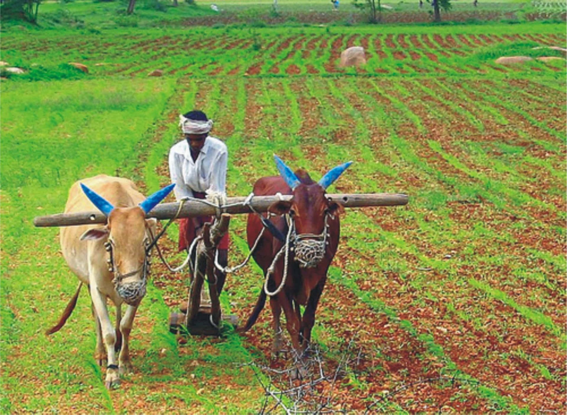 Two Oxen Plowing A Field With A Farmer