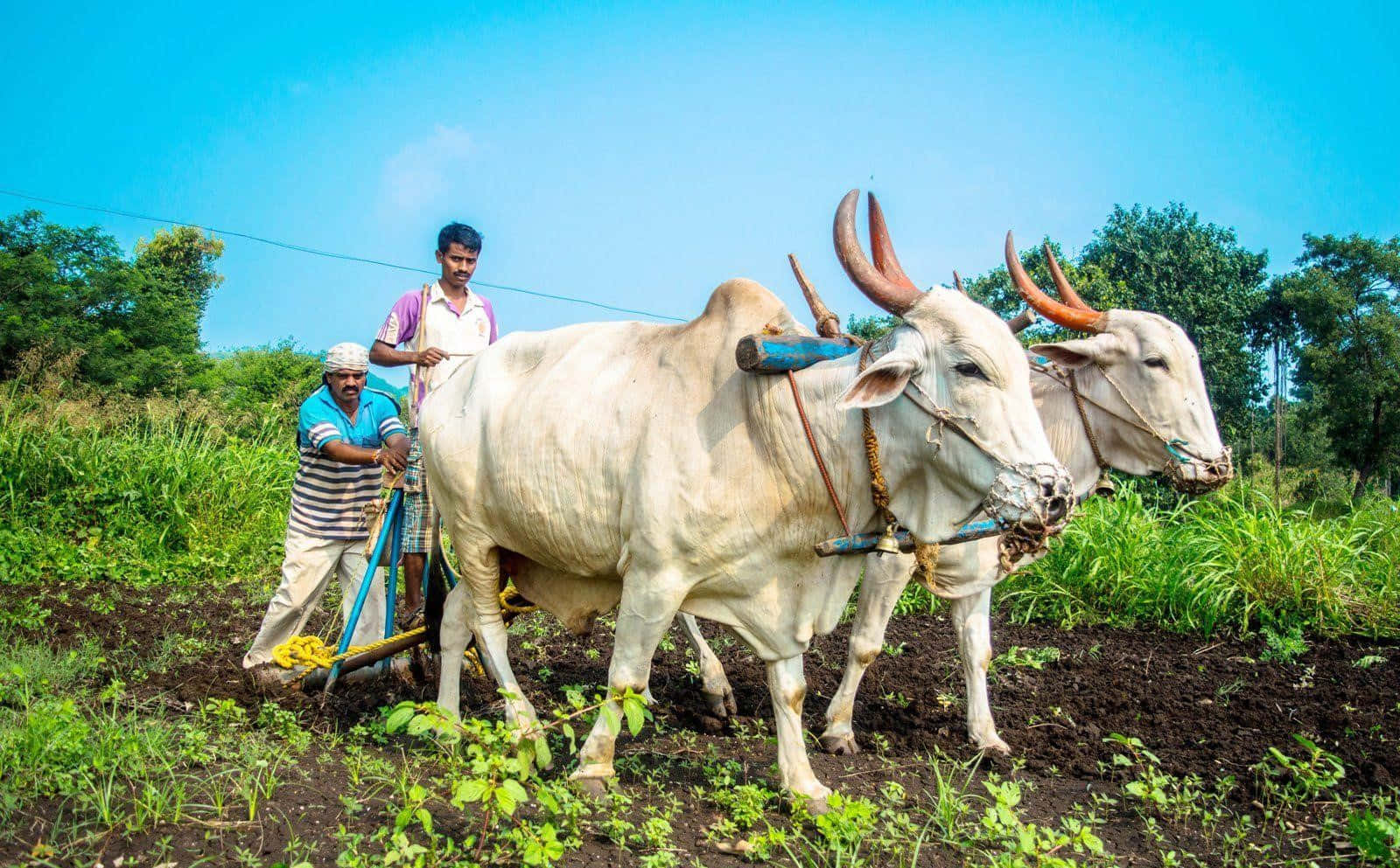 Farming Pictures