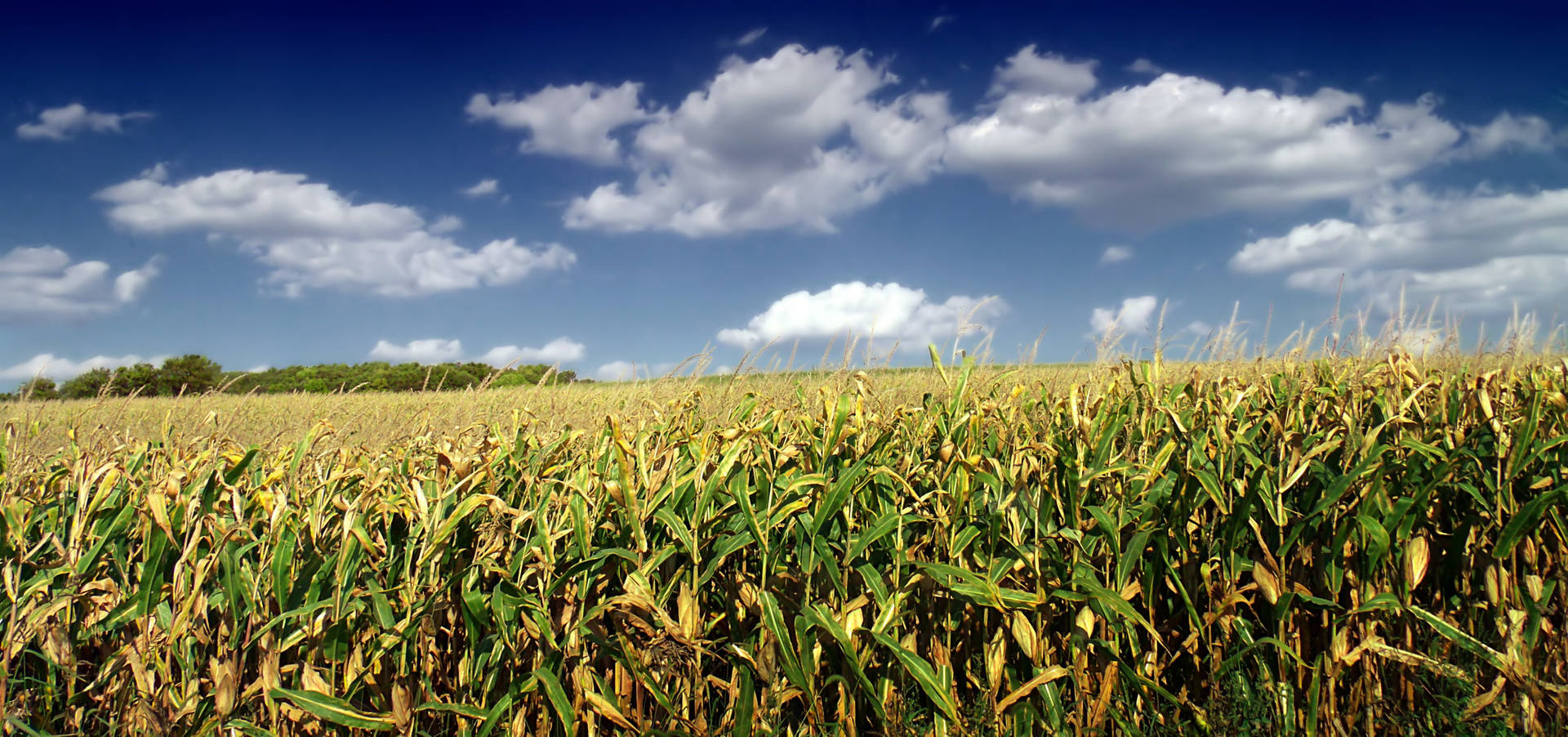 Farmland Of Corns Background