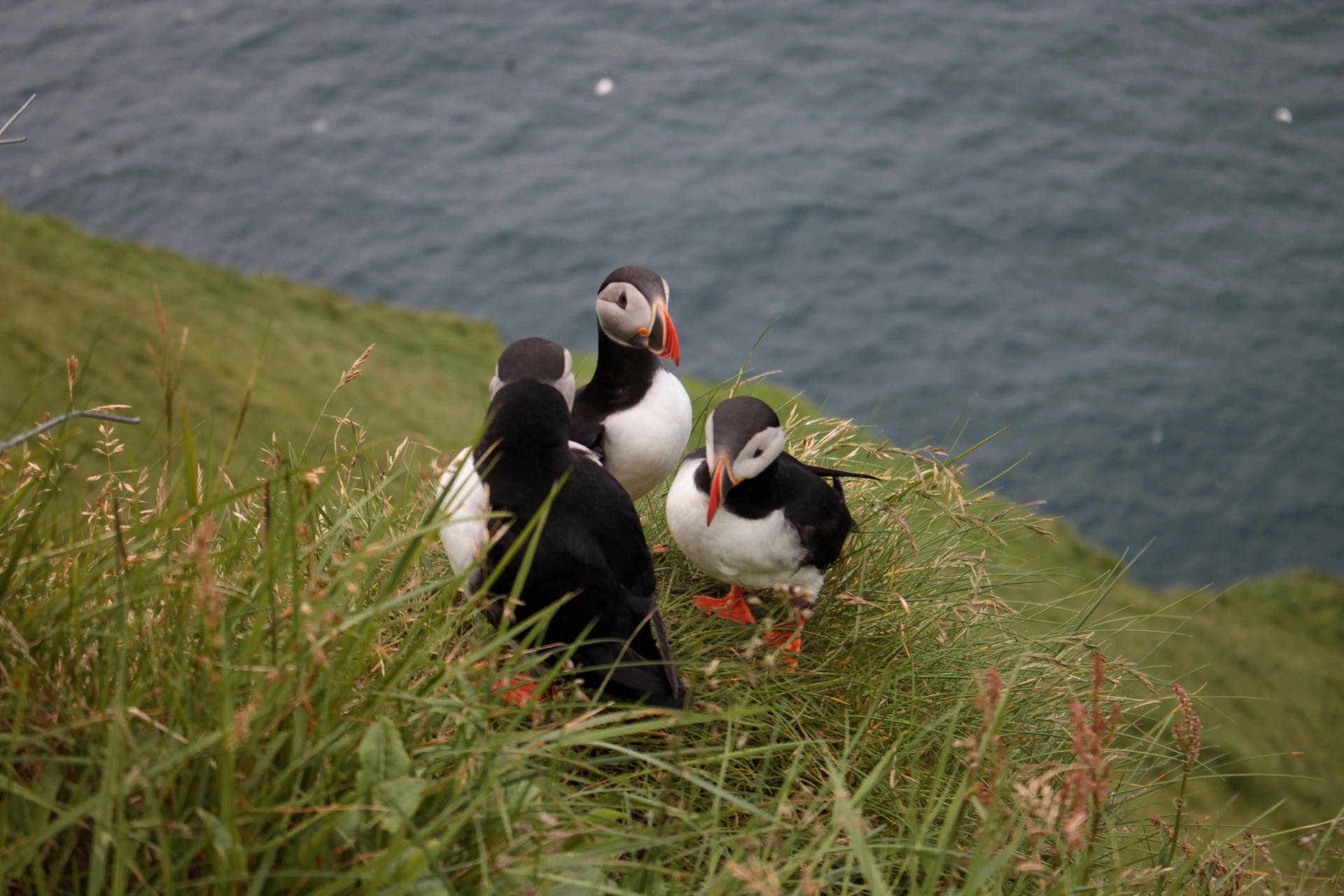 Faroe Islands Atlantic Birds