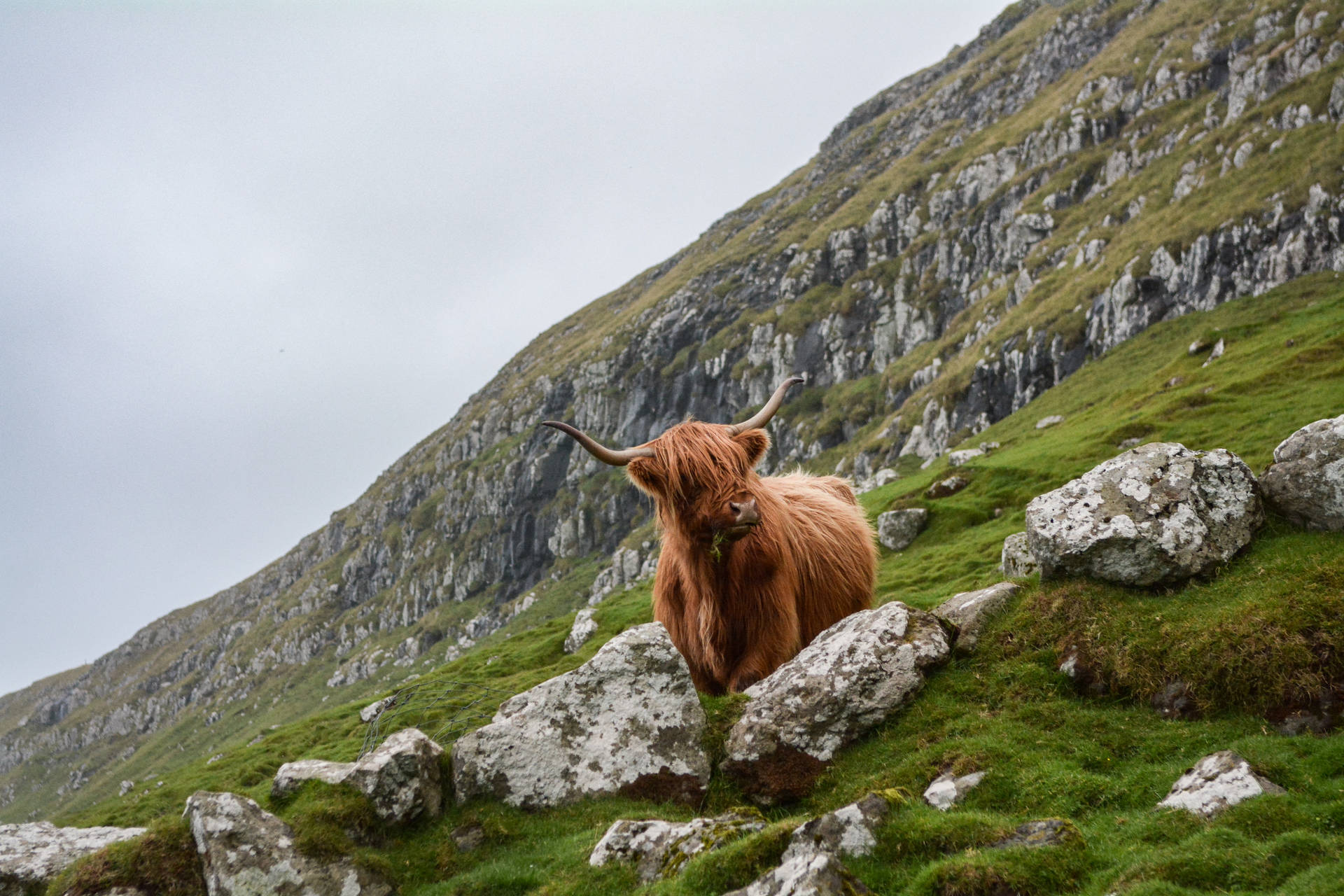 Faroe Islands Brown Ox