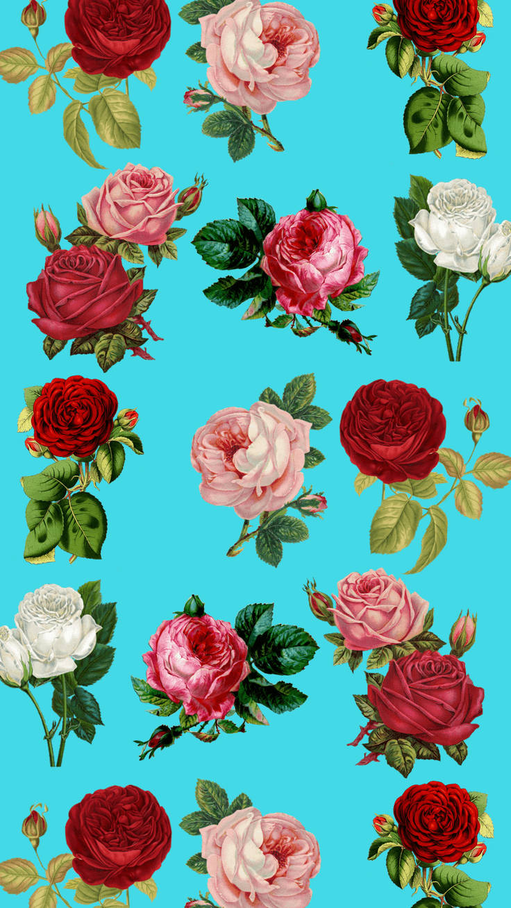 Farverige Roser Blomster Iphone Wallpaper
