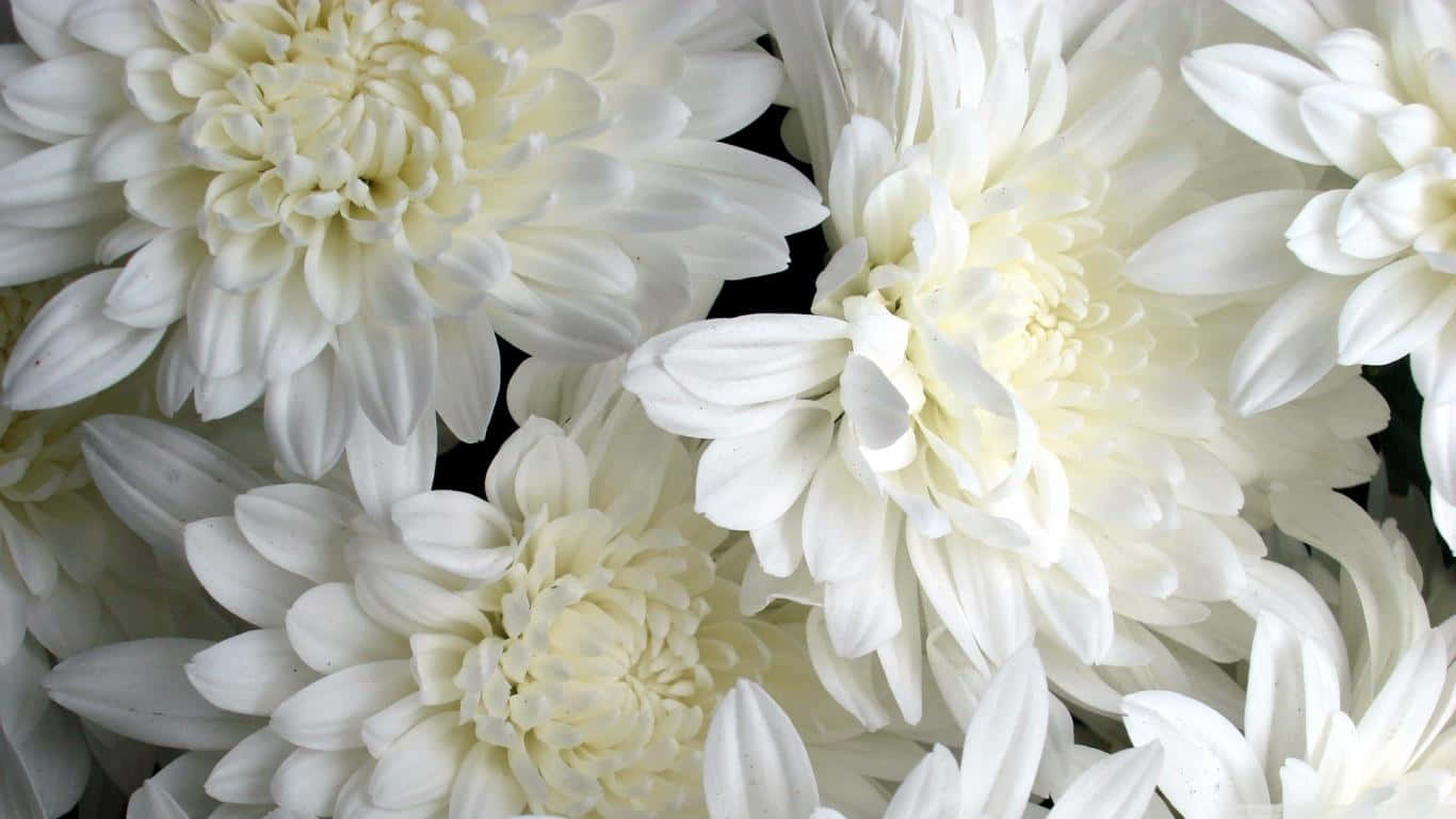 Fascinanteconjunto De Flores Blancas