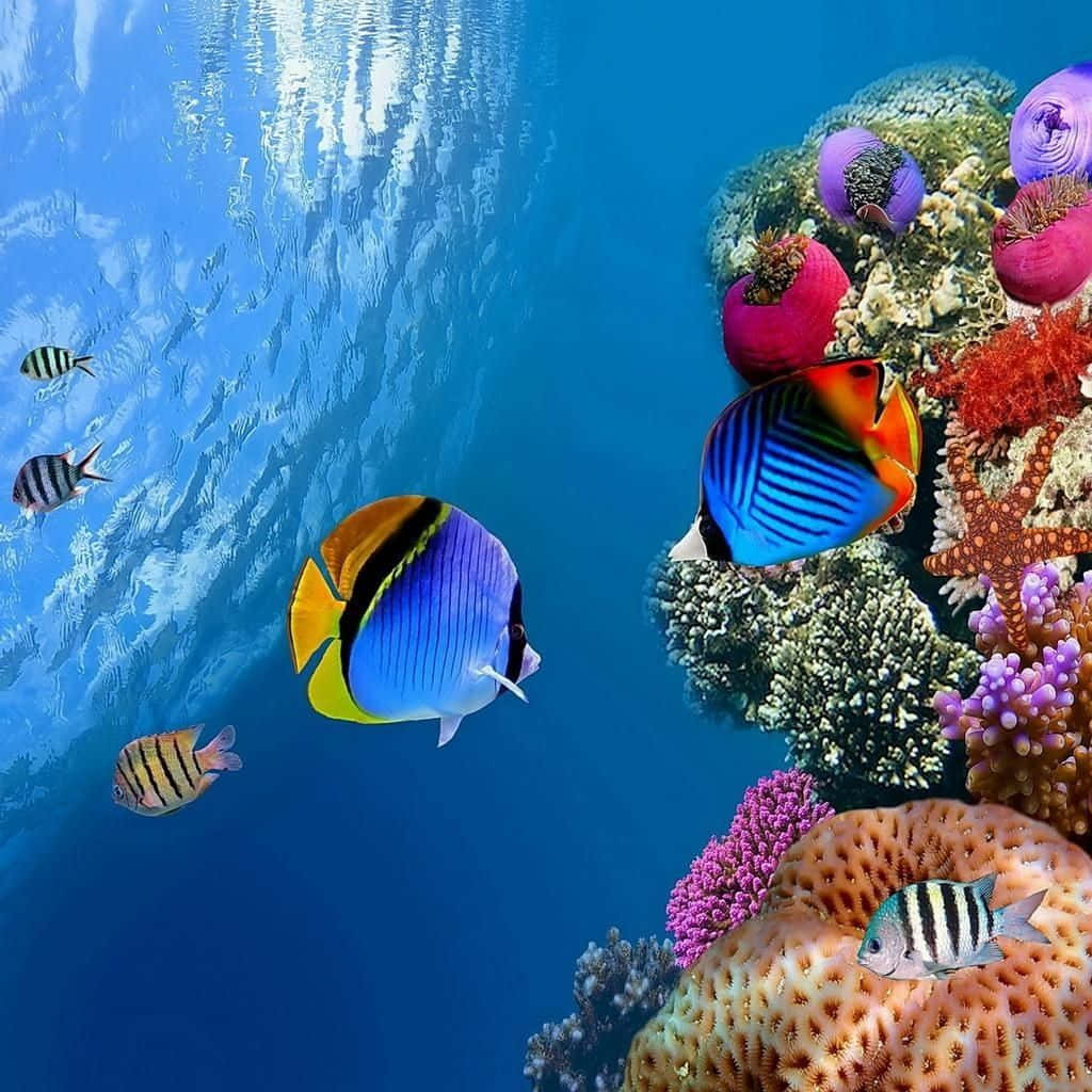 Fascinantepaisaje De Arrecife De Coral