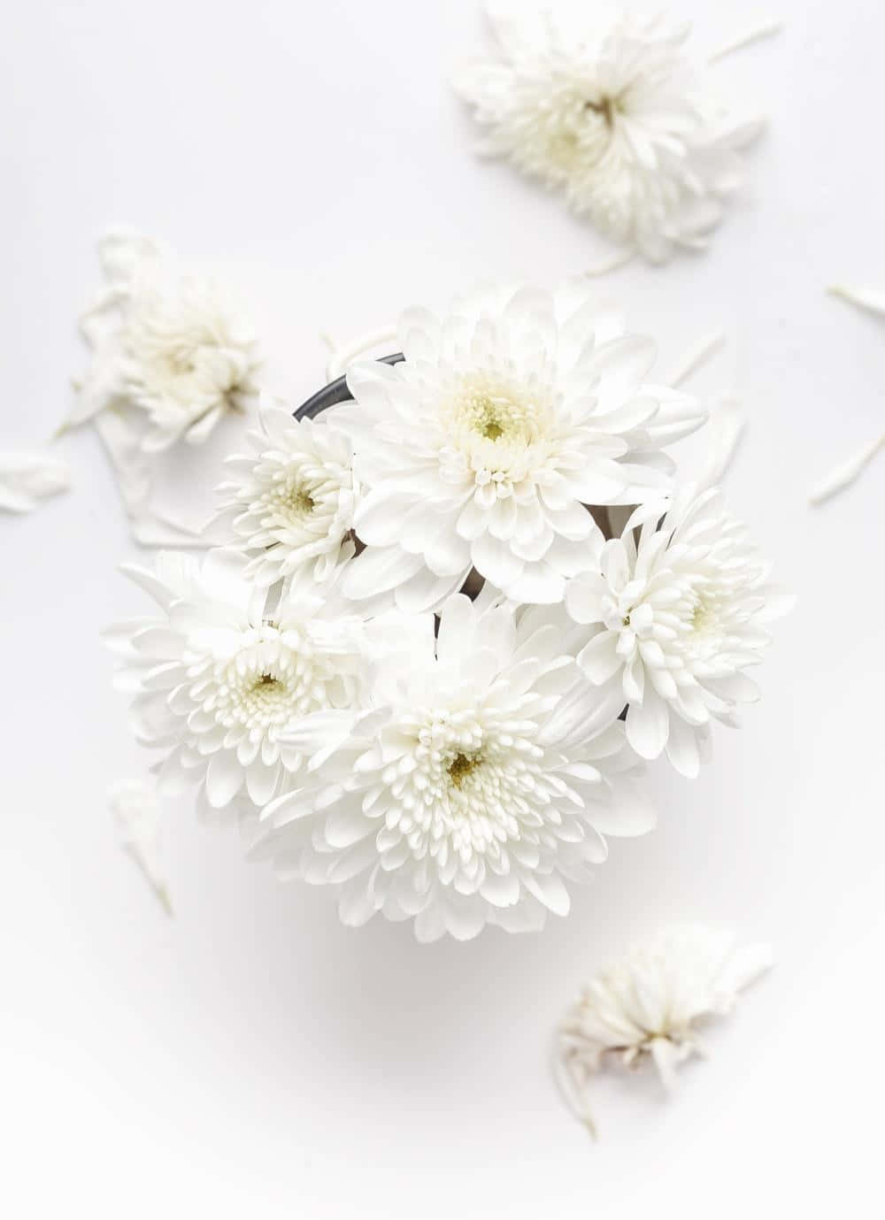Fascinantesflores Blancas Floreciendo En Un Jardín Sereno
