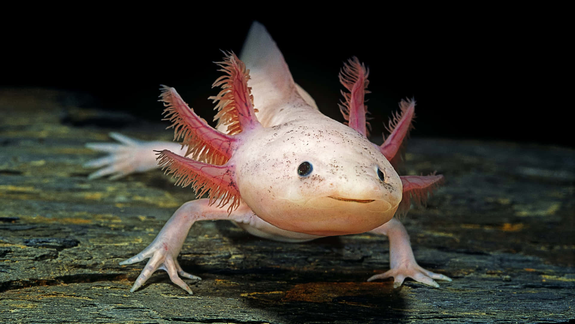 Fascinating Axolotl In Its Natural Habitat