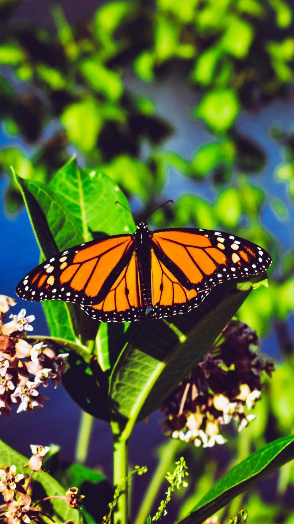 Forbløffende sommerfugl iphone skærm visning Wallpaper