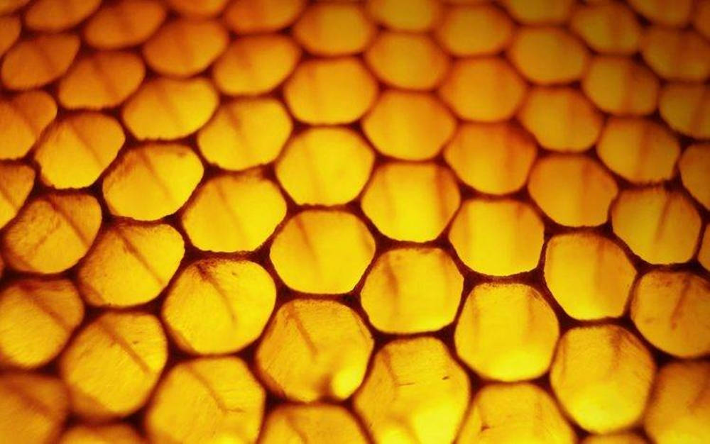 Fascinating Honey Macro Photography Wallpaper