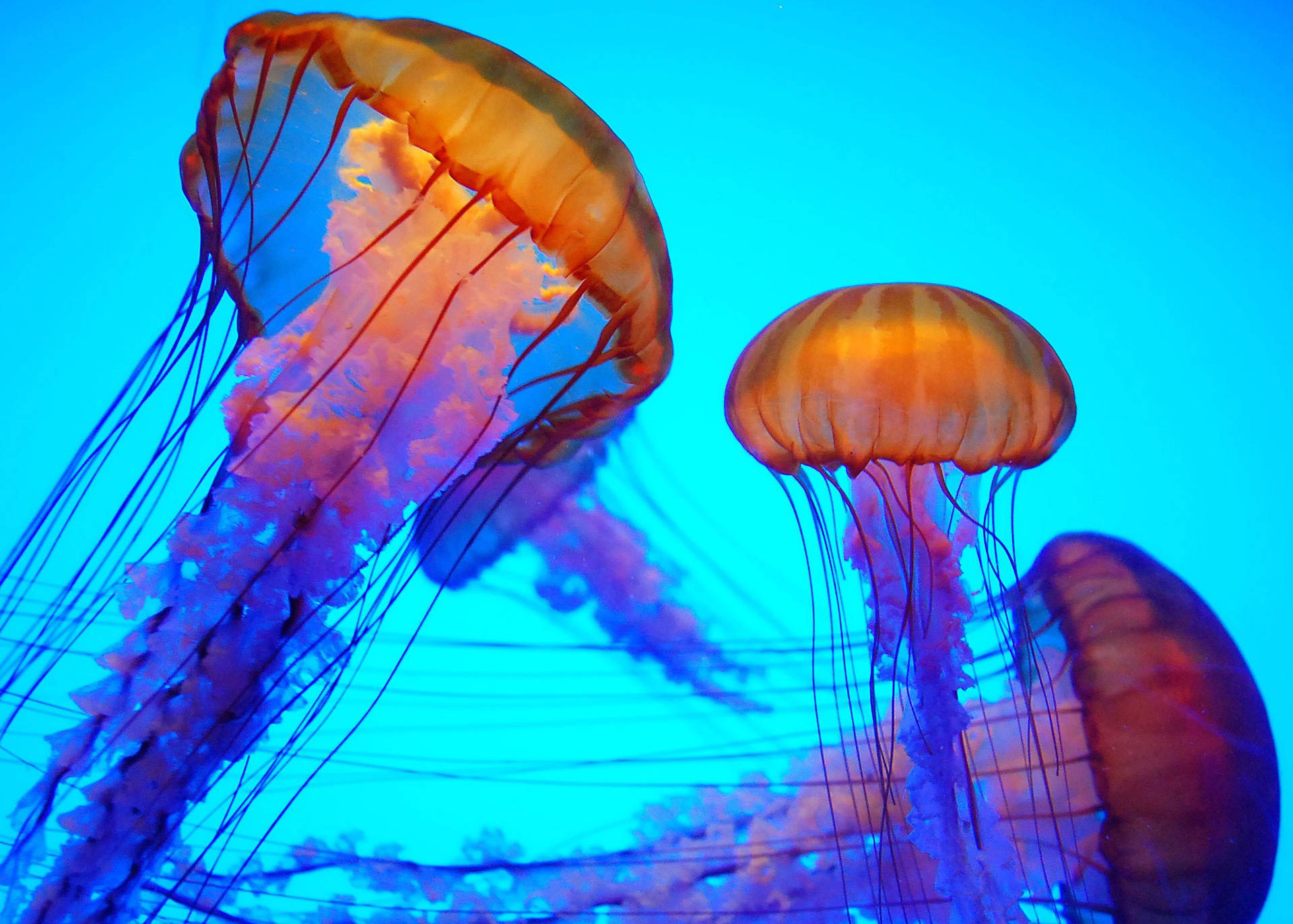 Fascinating Orange Jellyfish Wallpaper