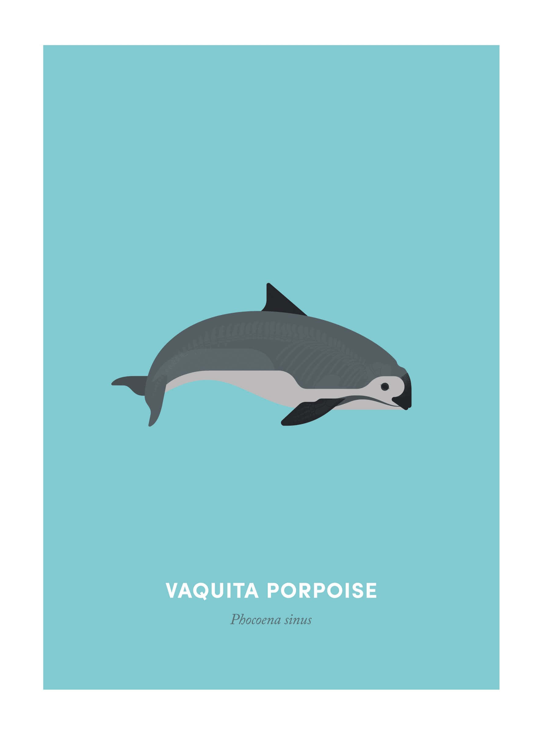 Fascinating Porpoise In Deep Blue Sea Wallpaper