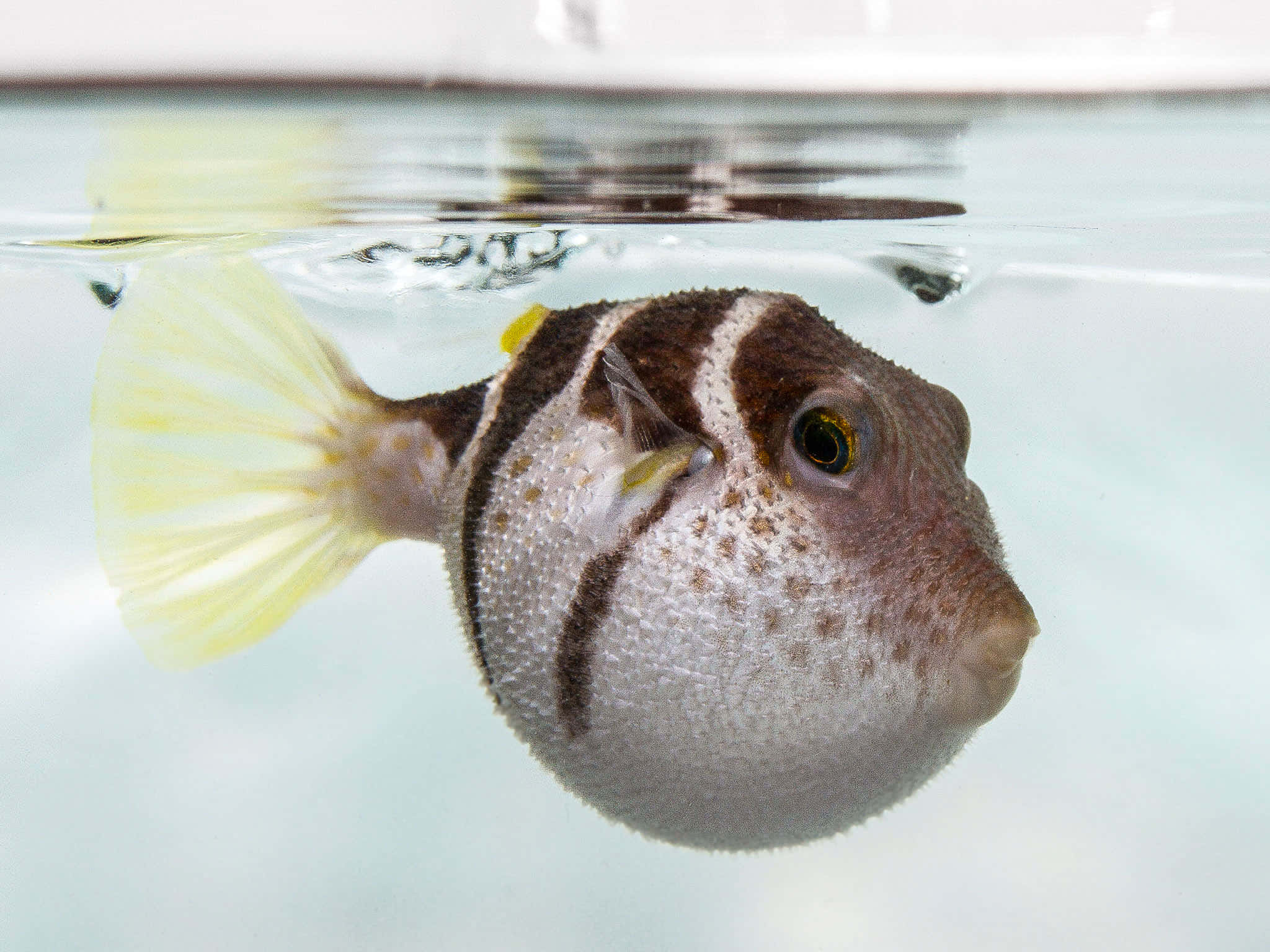 Fascinerende Pufferfish Som Flyter I Det Blå Havet Bakgrunnsbildet