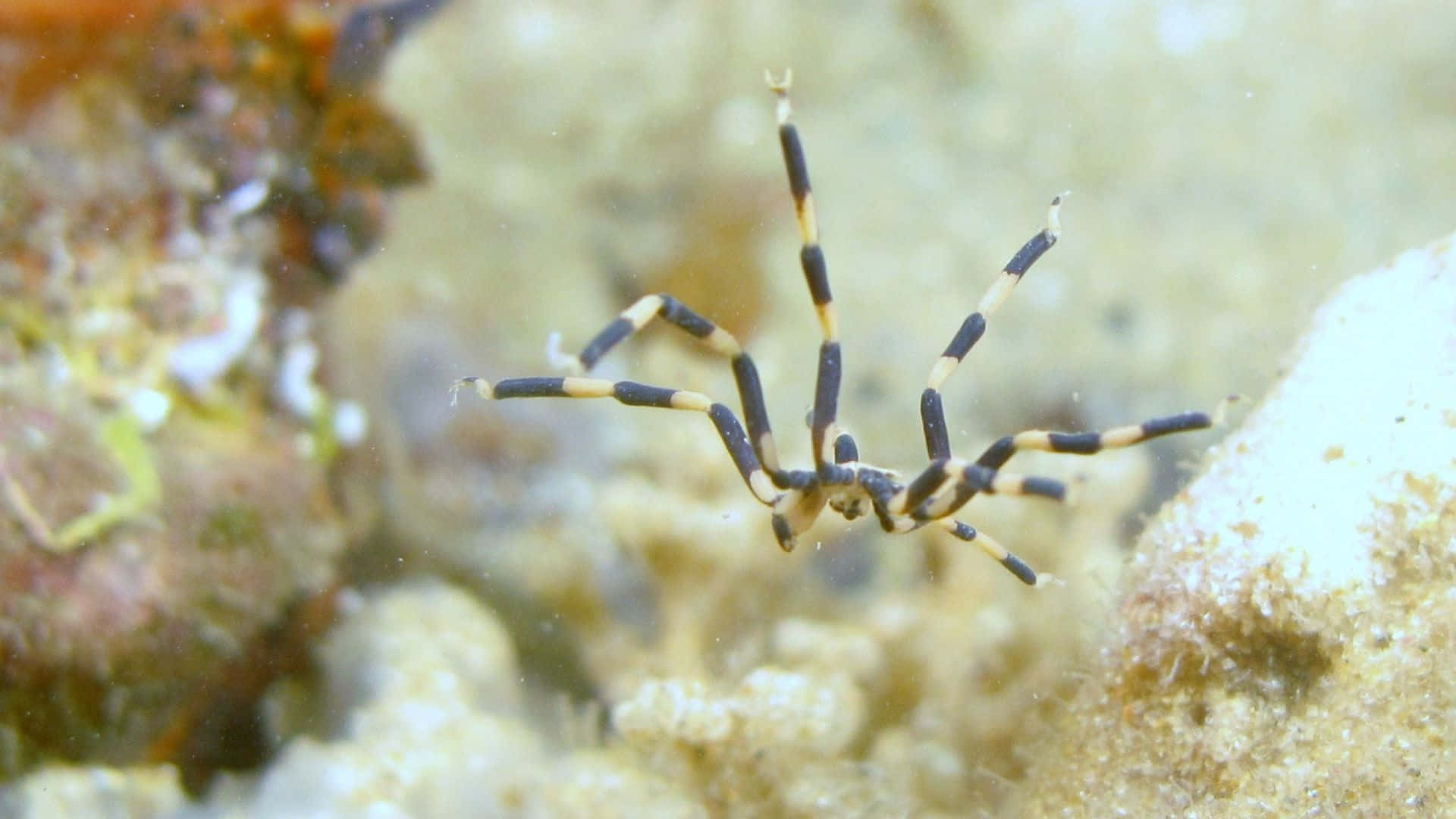 Fascinating Sea Spider Roaming The Ocean Depths Wallpaper