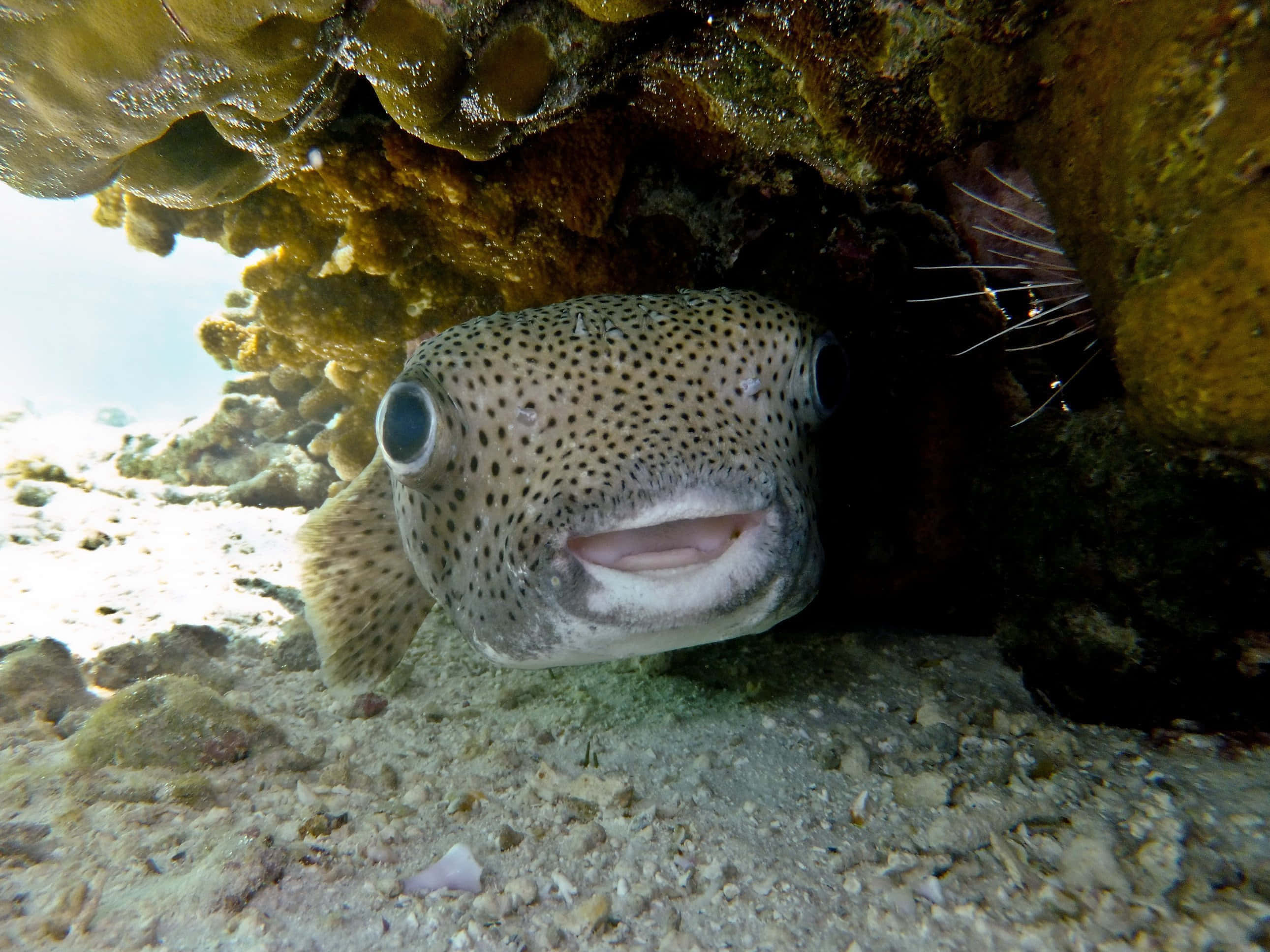 Fascinating Underwater Encounter With A Porcupinefish Wallpaper