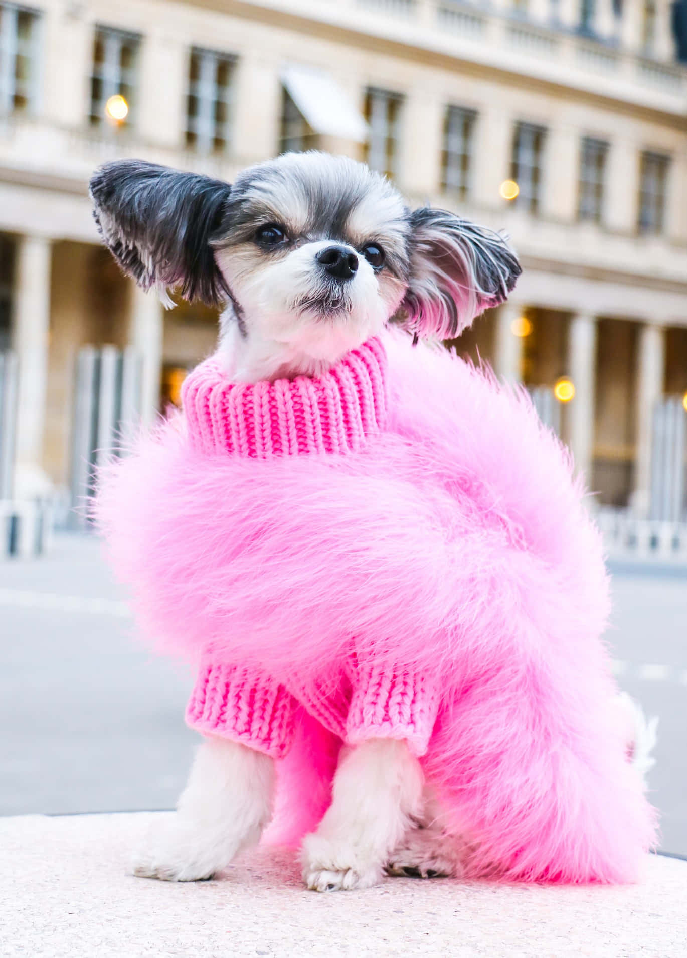 Fashionable_ Pink_ Sweater_ Dog.jpg Wallpaper