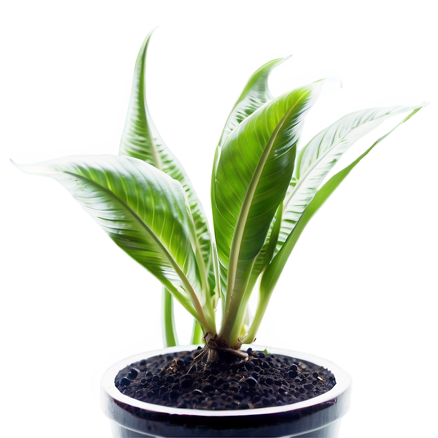 Download Fast Growing Plant Png 05032024 | Wallpapers.com