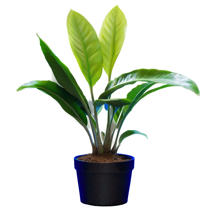 Download Fast Growing Plants Png Vev | Wallpapers.com