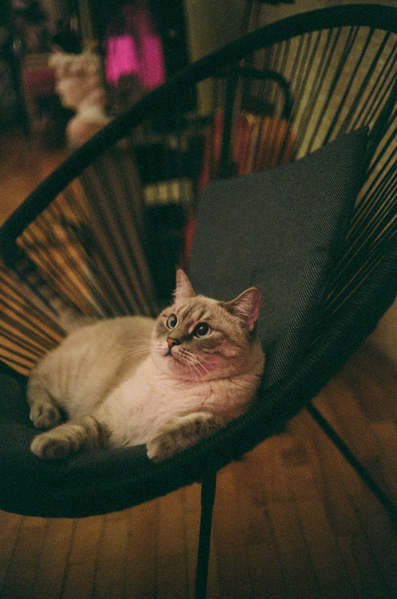 Fat Aesthetic Cat In Chair Wallpaper