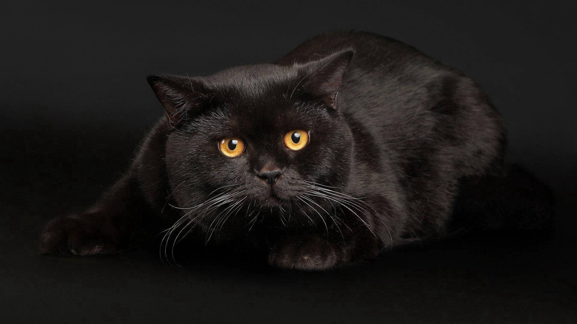 Fat Black Animal Cat Wallpaper