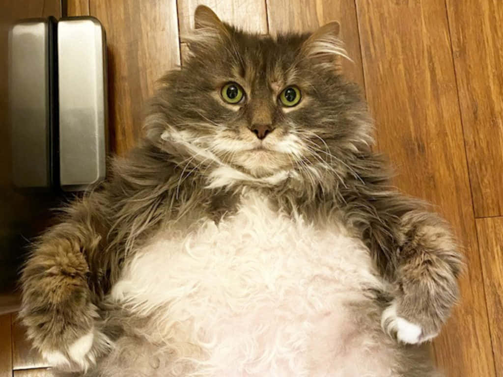 A cheerful fat cat enjoying a relaxing day Wallpaper