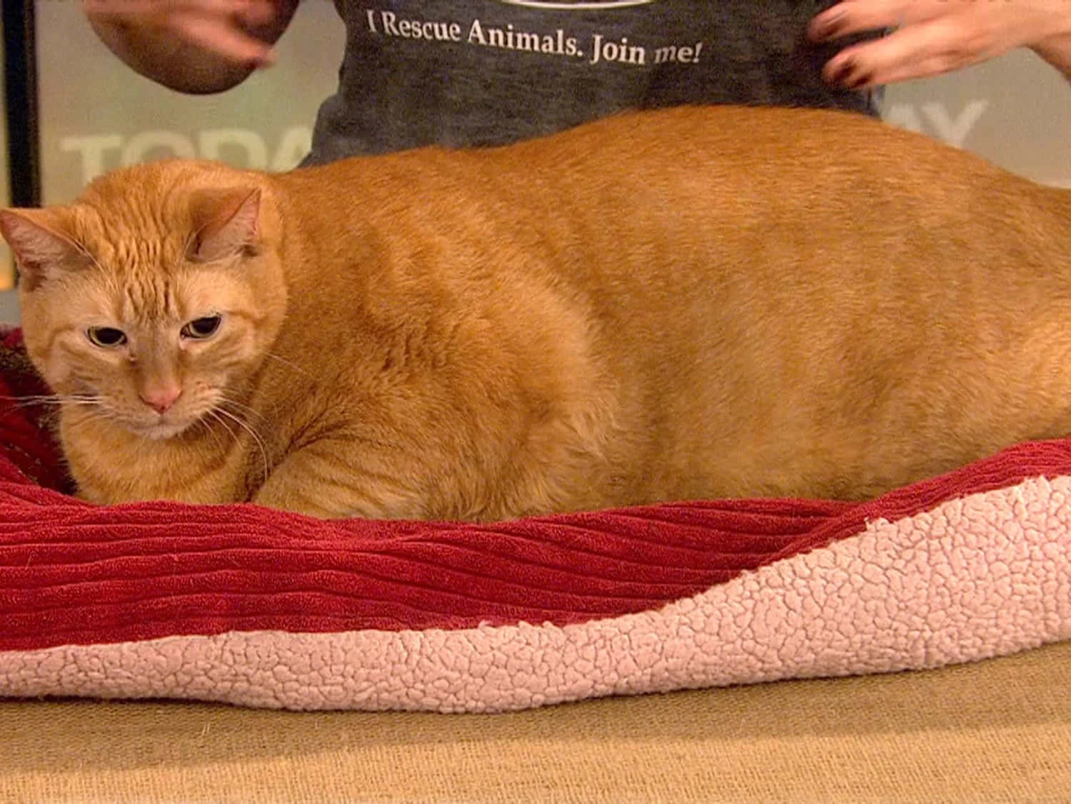 Adorable Fat Cat Enjoying a Nap Wallpaper