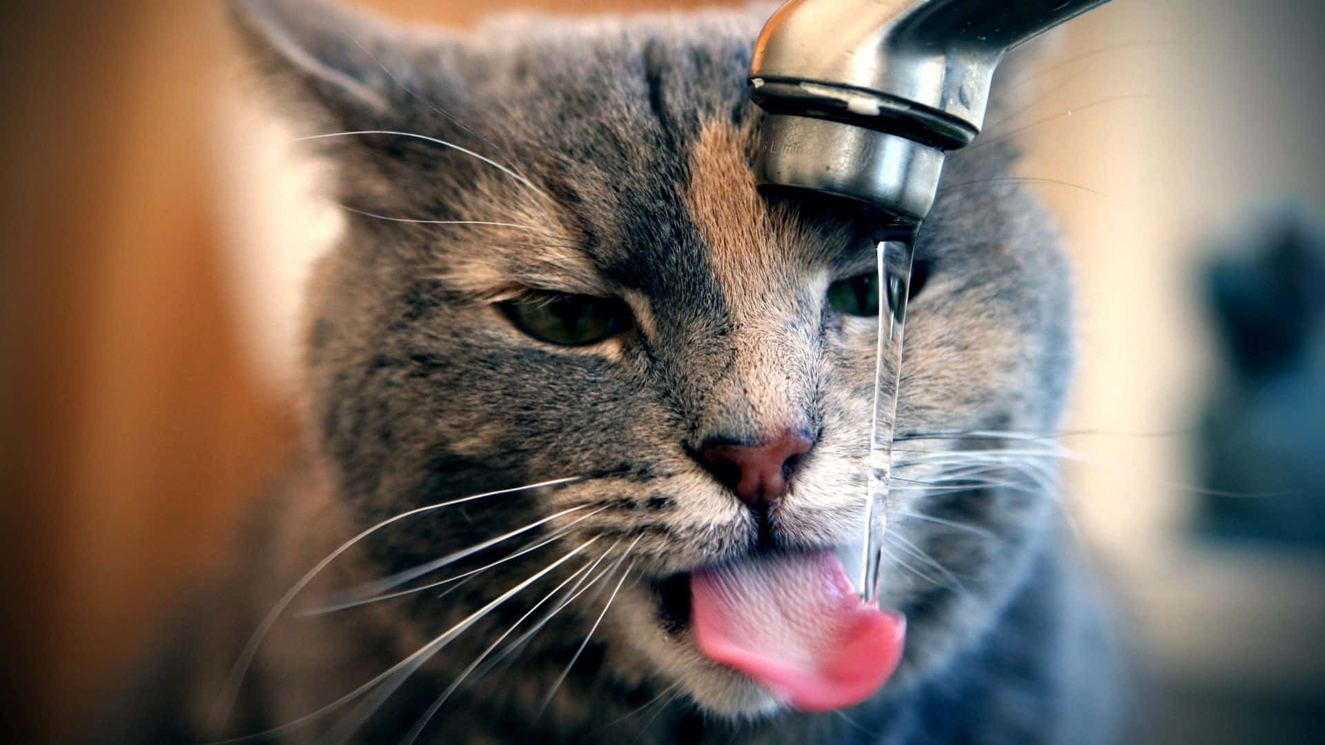 A Cat Is Drinking From A Faucet Wallpaper