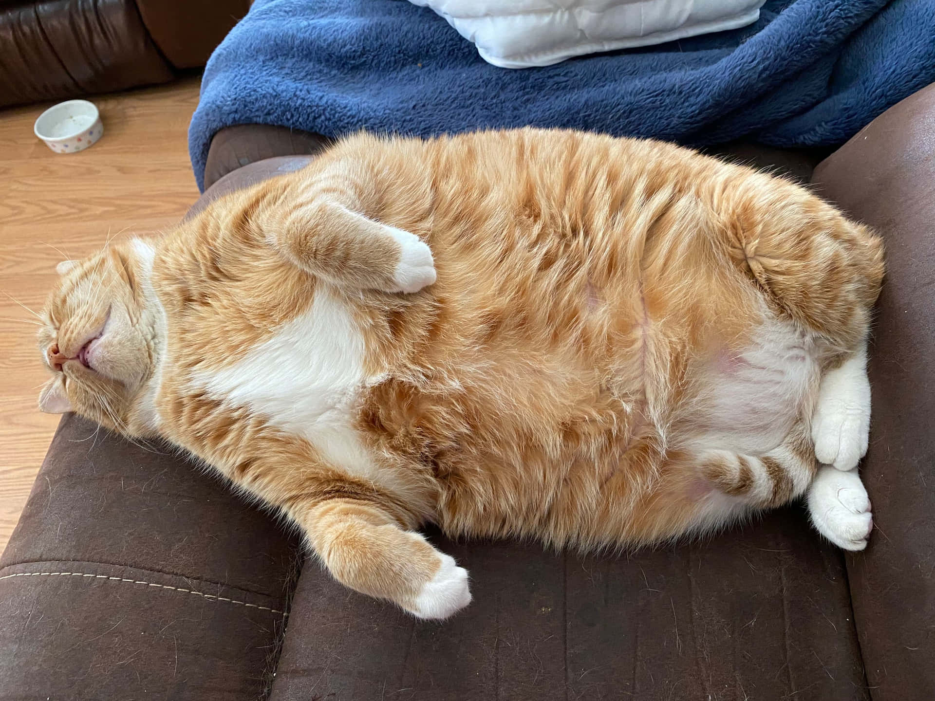 A happy, round fat cat enjoying a sunny window seat Wallpaper