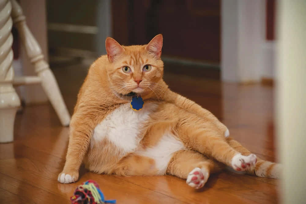 An Orange Cat Laying On The Floor With Its Back Stretched Out Wallpaper