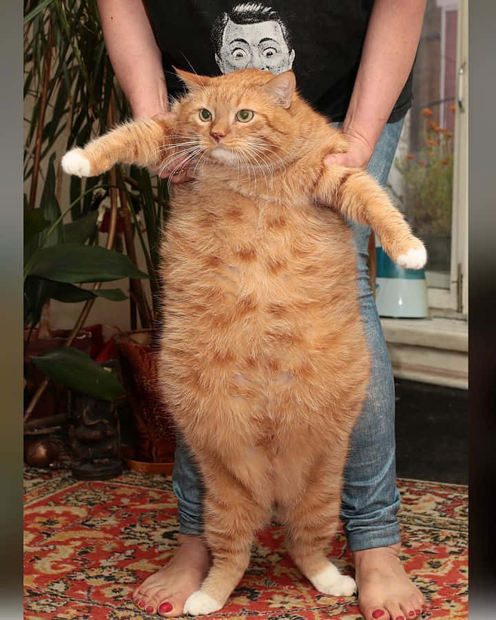 "Nothing quite so fluffy as life with a fat cat!"