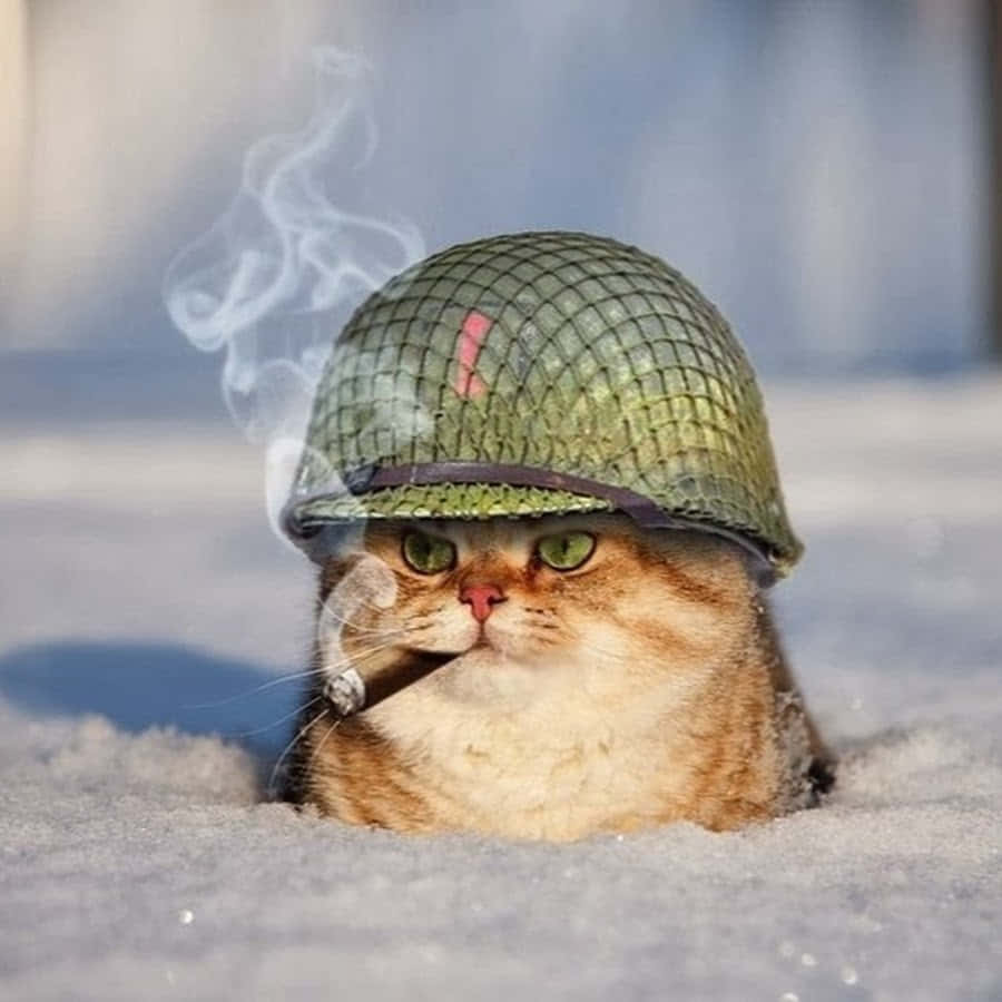 A Cat Wearing A Military Helmet In The Snow Wallpaper