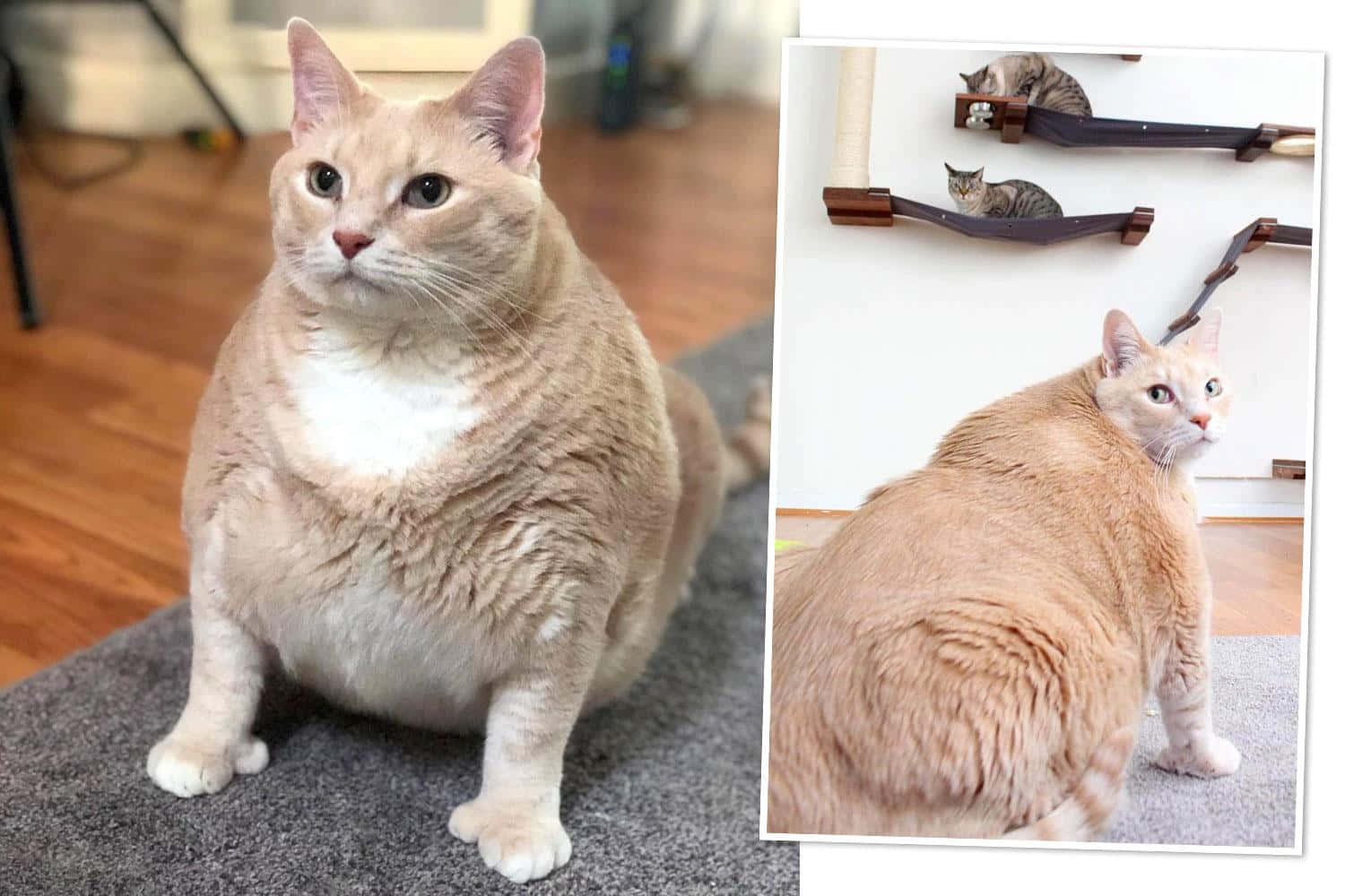 His Majesty, the Chubby Cat