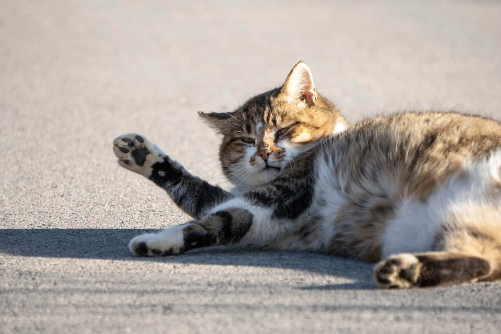 A Cat Laying On The Street With Its Paws Extended Wallpaper