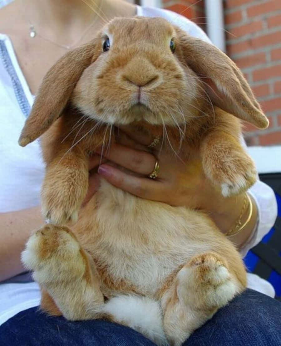 Fat Cute Bunny Picture