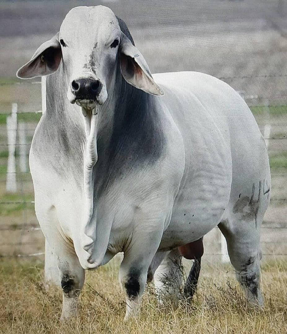 Fat White And Gray Nelore Zebu Cattle Wallpaper