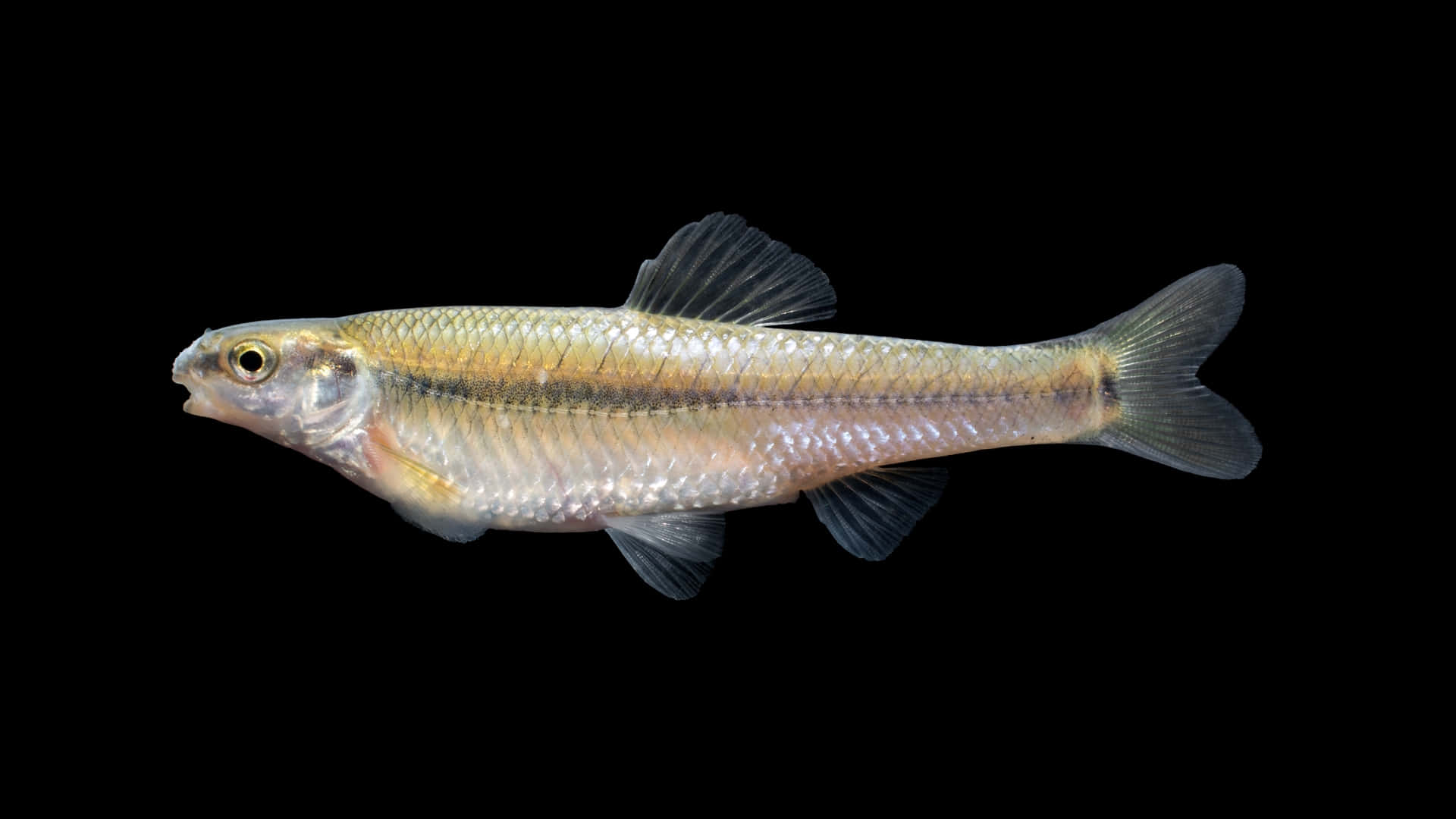 Fathead Minnow Side View Wallpaper