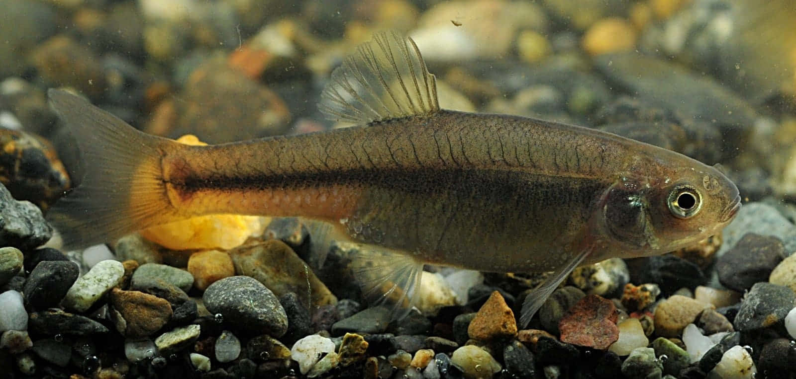 Fathead Minnow Swimming Over Substrate Wallpaper