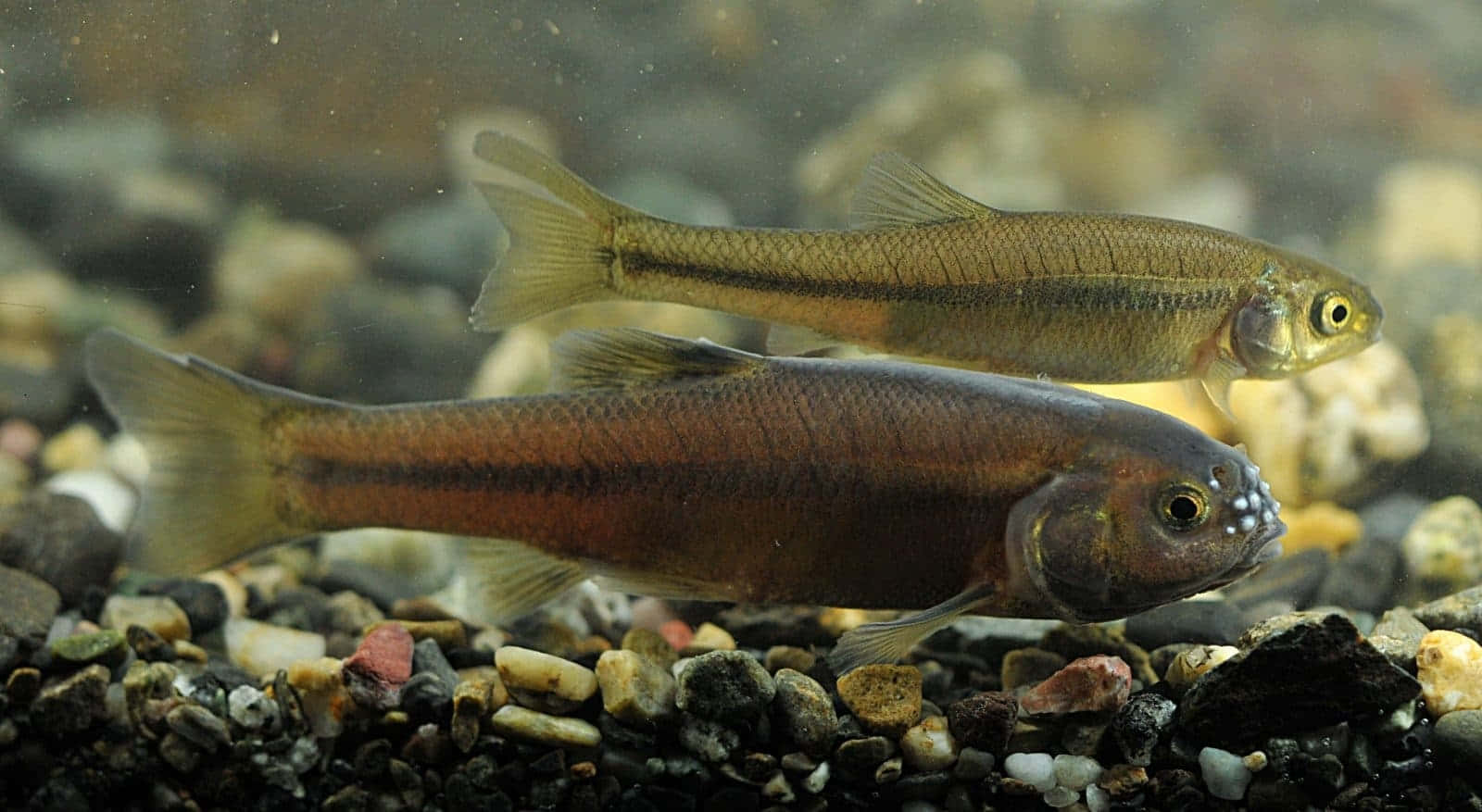 Fathead Minnows Swimming Over Substrate Wallpaper