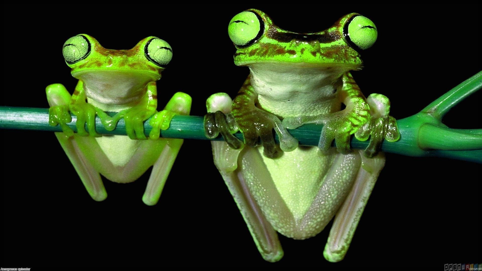 Father And Son Kawaii Frog Wallpaper